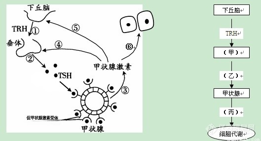 荷尔蒙作用机制