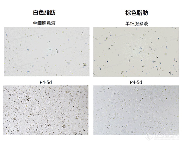 小鼠脂肪组织