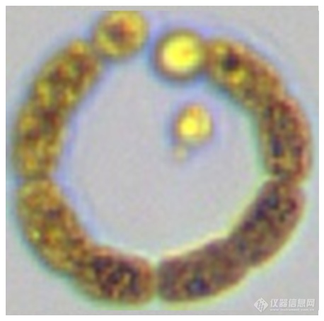 谱康医学 | 流式成像技术助力浮游植物（藻类）检测进入新时代