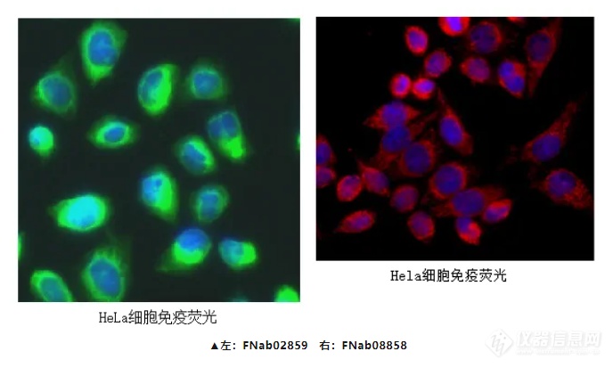 免疫荧光抗体实验结果