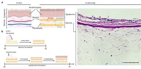 摩方精密圣地亚哥研究院研发突破性仿生三维可灌注血管化皮肤芯片成功，开启药物与化妆品测试新时代