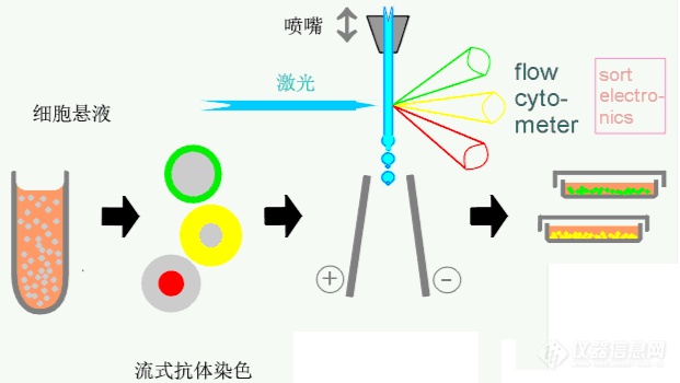 流式抗体实验流程