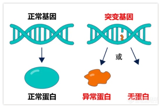 PCR技术：科研与应用领域的坚实伙伴