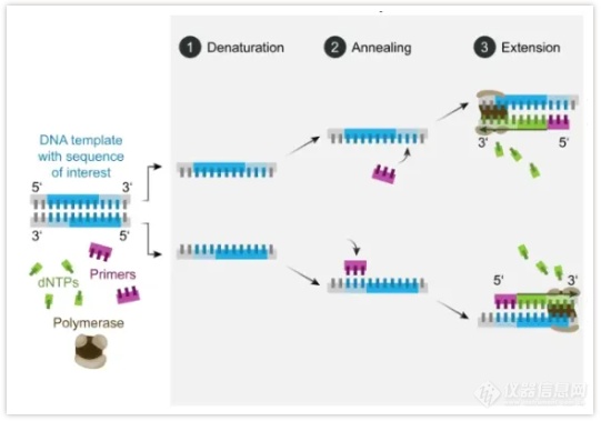 PCR技术：科研与应用领域的坚实伙伴
