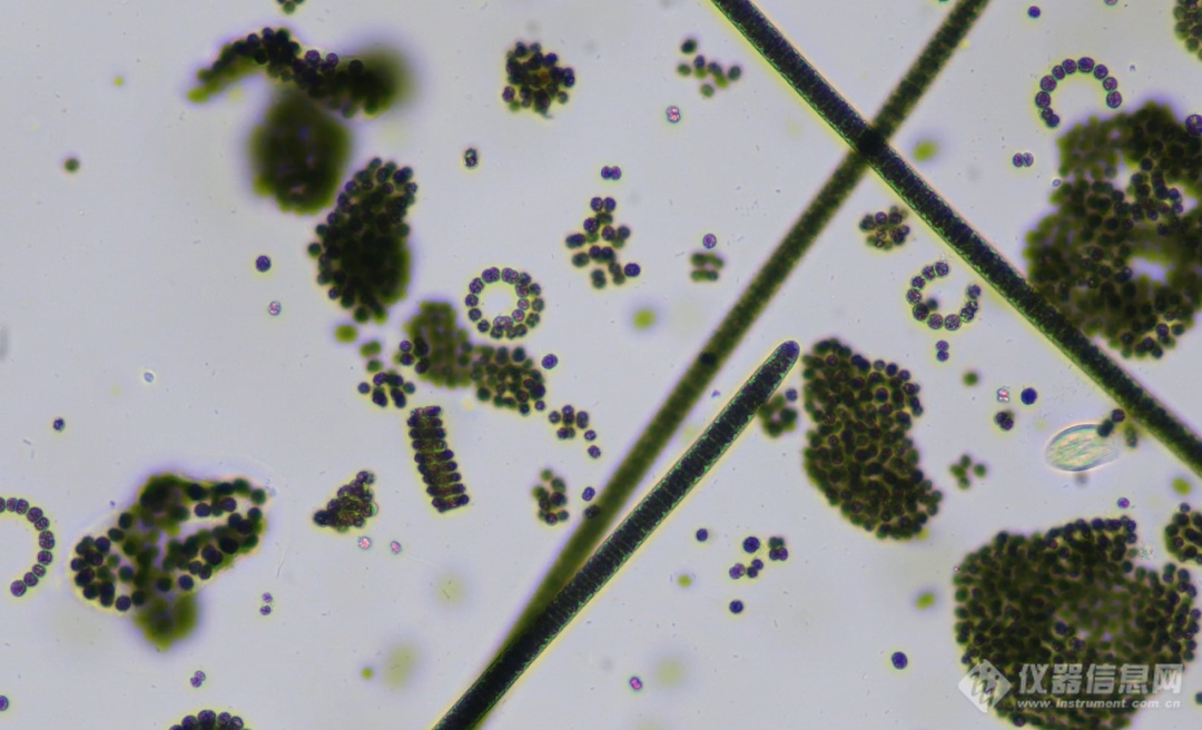 谱康医学 | 流式成像技术助力浮游植物（藻类）检测进入新时代