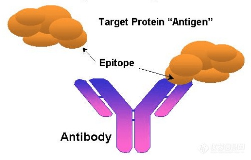 抗原抗体特异性结合
