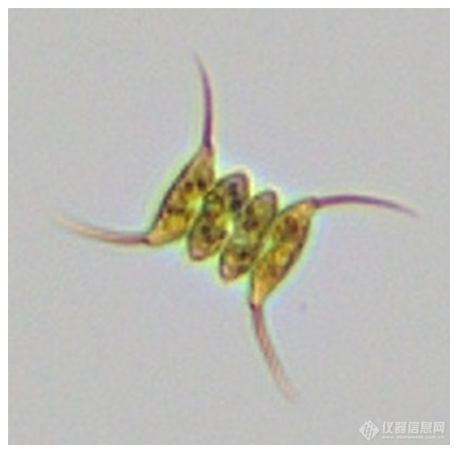 谱康医学 | 流式成像技术助力浮游植物（藻类）检测进入新时代