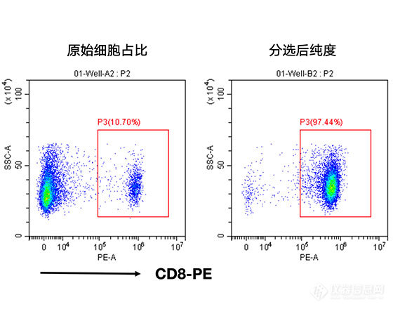 分选小鼠脾脏中的CD8+ T细胞