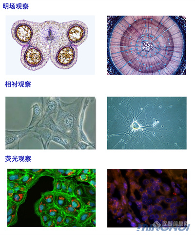 倒置显微镜观察细胞实拍图