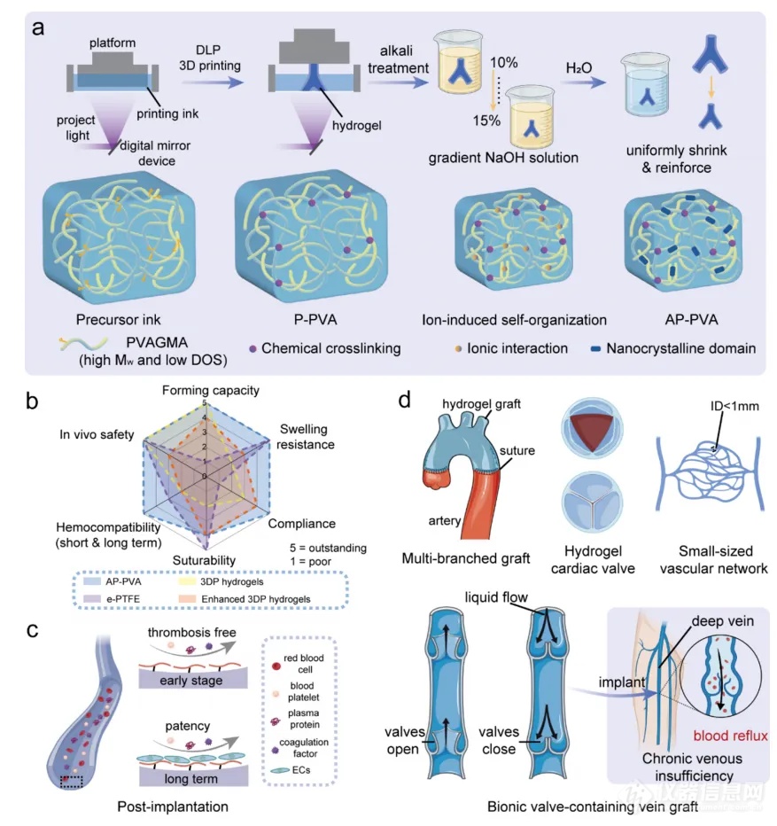 华工施雪涛、南科大刘吉《ACS Nano》: 3D打印强韧PVA基水凝胶构建功能性血管结构