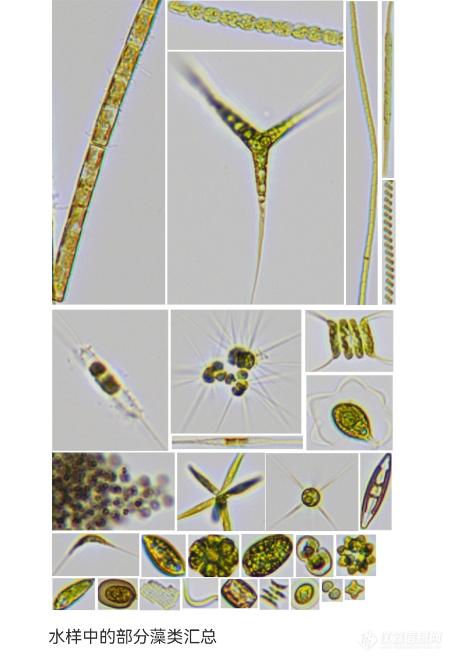 谱康医学 | 流式成像技术助力浮游植物（藻类）检测进入新时代