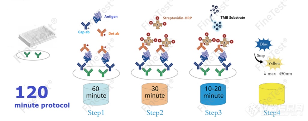 120分钟快速检测ELISA试剂盒