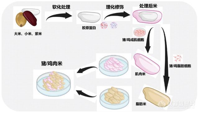 我国科学家成功培育猪肉米和鸡肉米，每颗米粒自带肉香