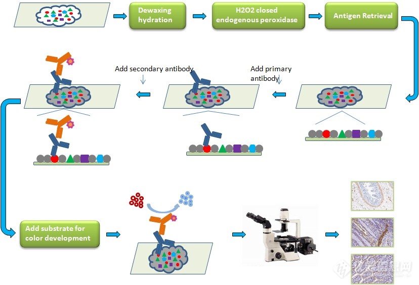免疫组化抗体实验流程