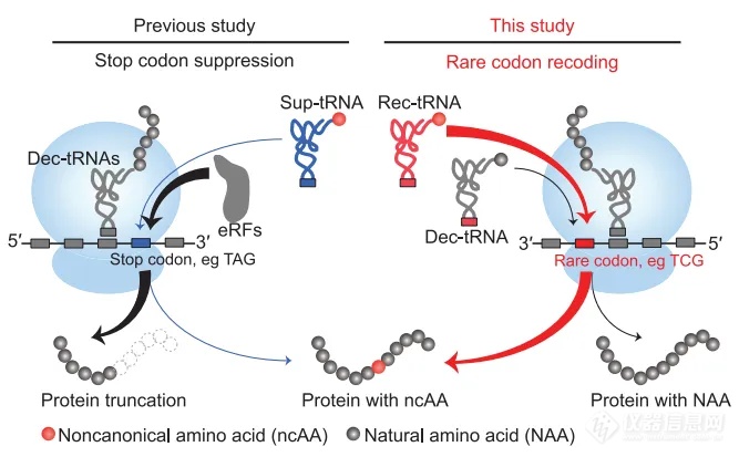 Science | 浙大林世贤团队开发一种稀有密码子重编码技术，实现非天然氨基酸高效、高保真度编码