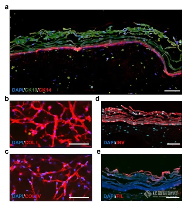 摩方精密圣地亚哥研究院研发突破性仿生三维可灌注血管化皮肤芯片成功，开启药物与化妆品测试新时代