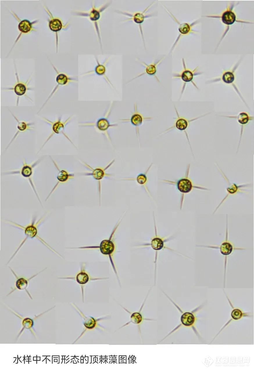 谱康医学 | 流式成像技术助力浮游植物（藻类）检测进入新时代