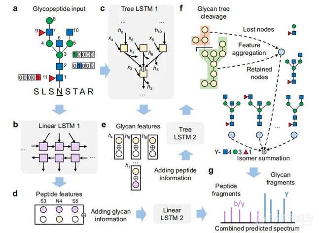 Nature新成果|基于深度学习的糖肽碎片质谱预测