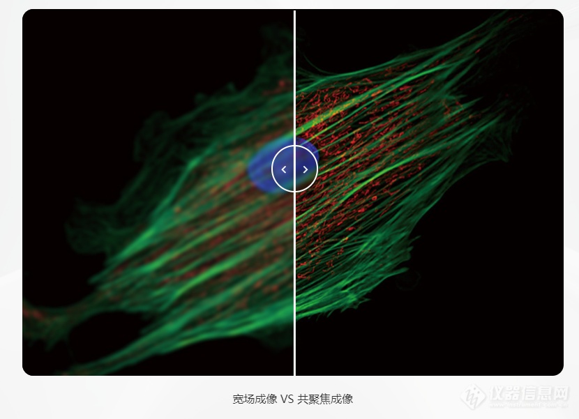 舜宇soptop激光共聚焦显微镜clsm610