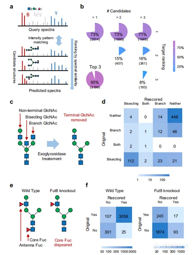 Nature新成果|基于深度学习的糖肽碎片质谱预测