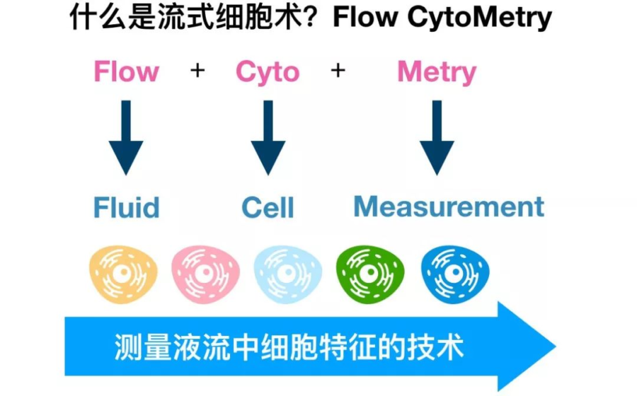 超全整理!流式细胞术的各种参数介绍_武汉菲恩生物科技有限公司