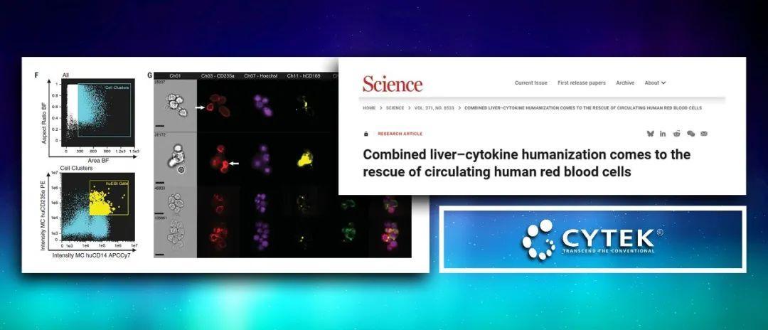Science实力诠释!Amnis®成像流式技术 - 检测红细胞岛的全能利器_Cytek Biosciences