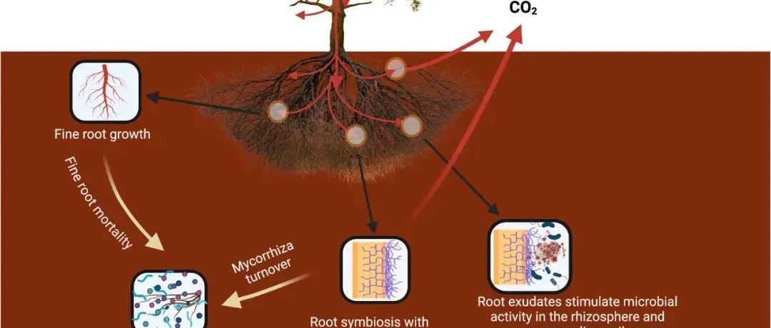 【文献转载】NEW PHYTOL：深层土壤中的细根动态：生态系统应对气候变暖的一个关键但被忽视的组成部分