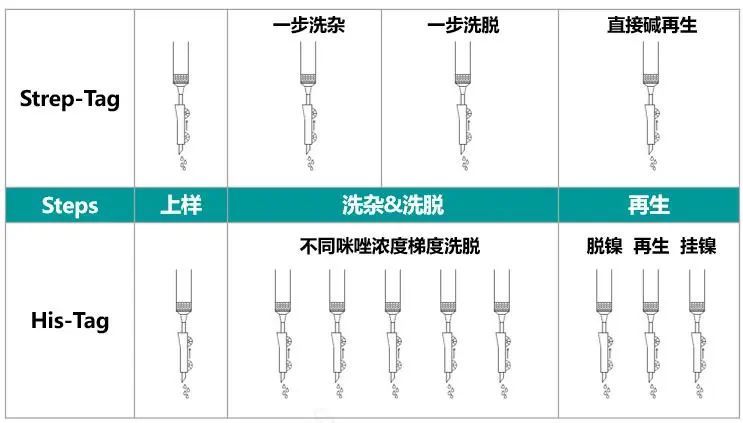 【纯化神器揭秘】8个氨基酸=蛋白纯化黑科技！一次读懂Strep标签！_南京金斯瑞生物科技有限公司
