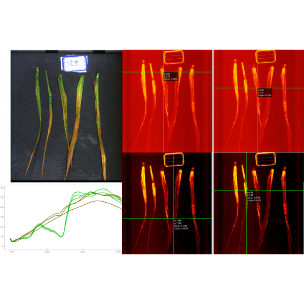 小麦叶片高光谱数据采集-叶绿素含量反演