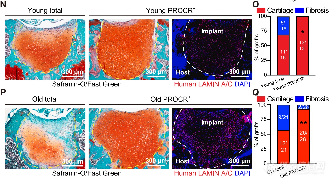 细胞生物学骨关节炎、Procr⁺软骨祖细胞、流式检测 | CELL速递 | Procr+软骨祖细胞通过感知机械力刺激调控关节软骨的稳态与再生 ...