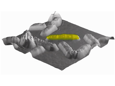 Dynamcical-Topography-Changes-yeast-cells.gif