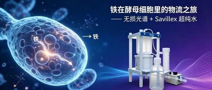 知识星球｜想知道酵母细胞中的“铁物流”长什么样？SAVILLEX来助力