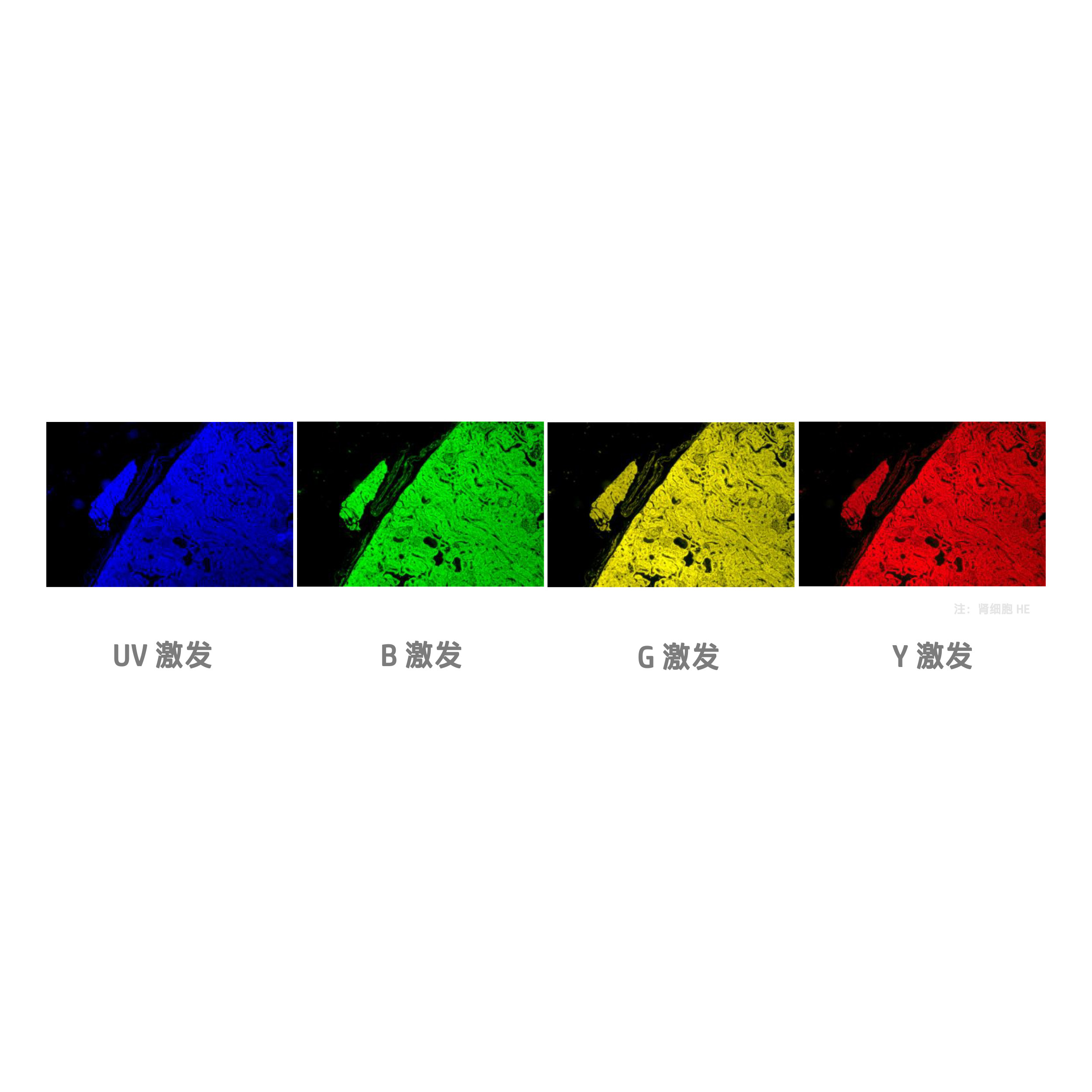 LISS粤显XDS-3倒置显微镜升级荧光模块光源附件XDS3-UVBGY-E