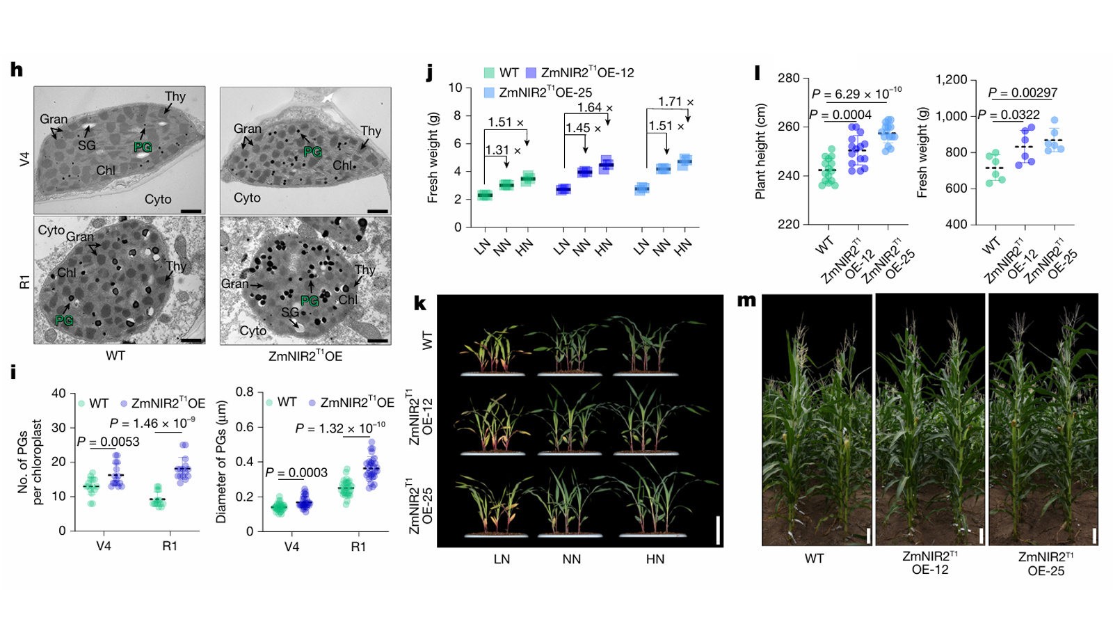 重磅！国内团队登顶Nature｜FIDA技术硬核助力破解玉米氮利用关键科学难题_上海昊扩科学器材有限公司