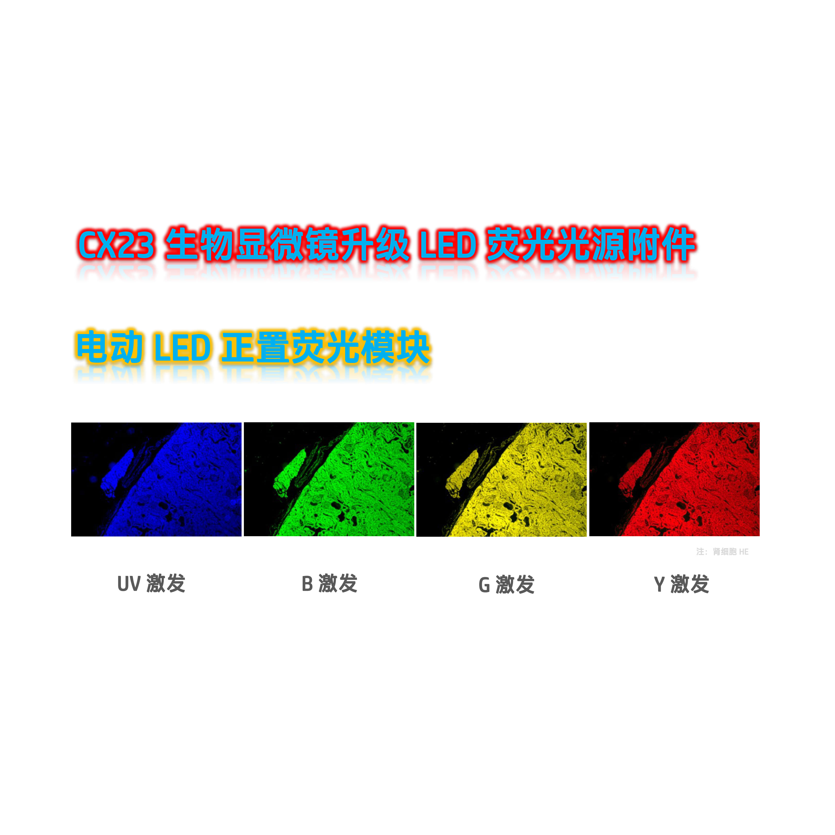 奥伟登(奥林巴斯)CX23生物显微镜荧光升级四色电动LED正置荧光模块光源附件CX2-UVBGR-E