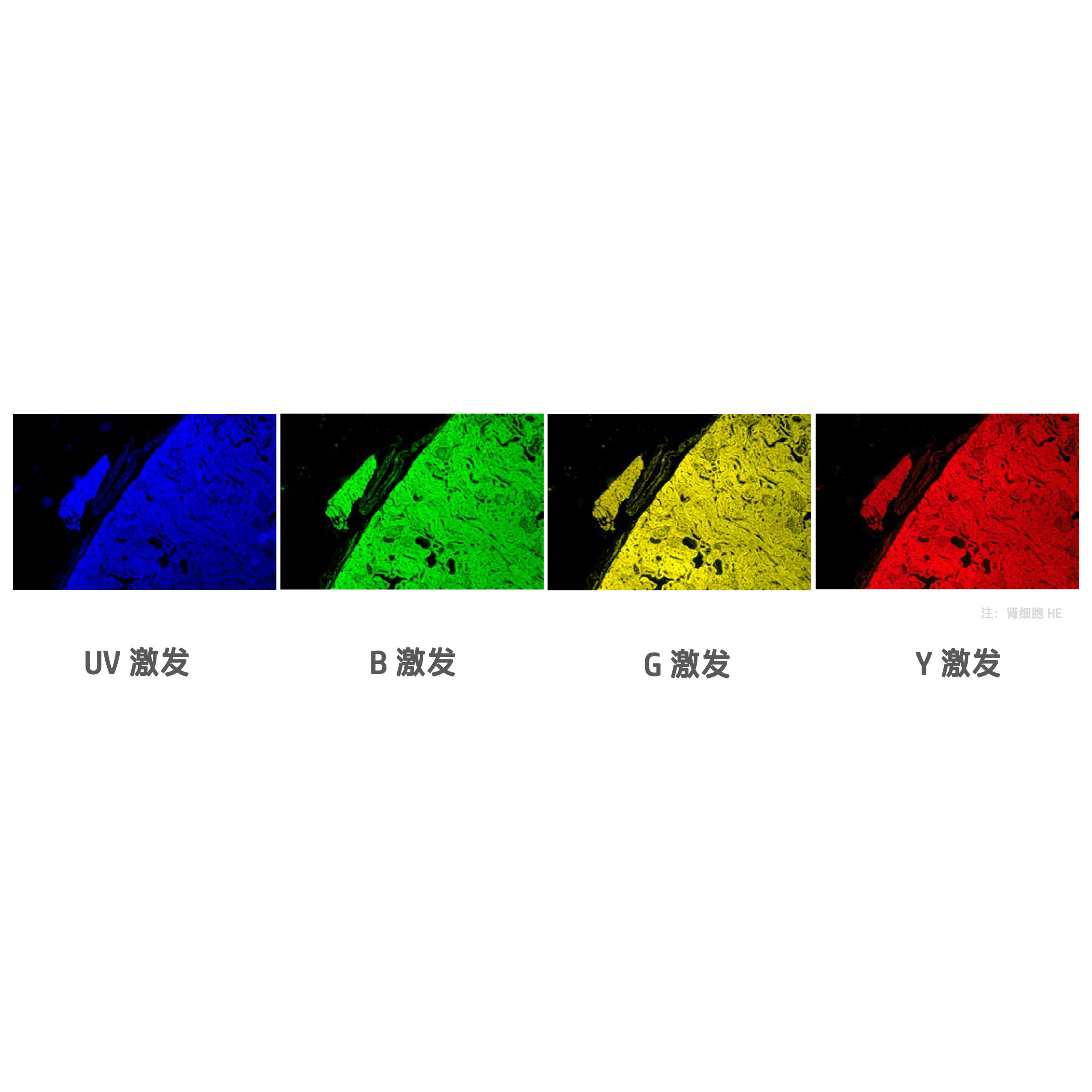 奥伟登(奥林巴斯)CX43正置显微镜荧光升级四色电动LED正置荧光模块光源附件CX4-UVBGR-E