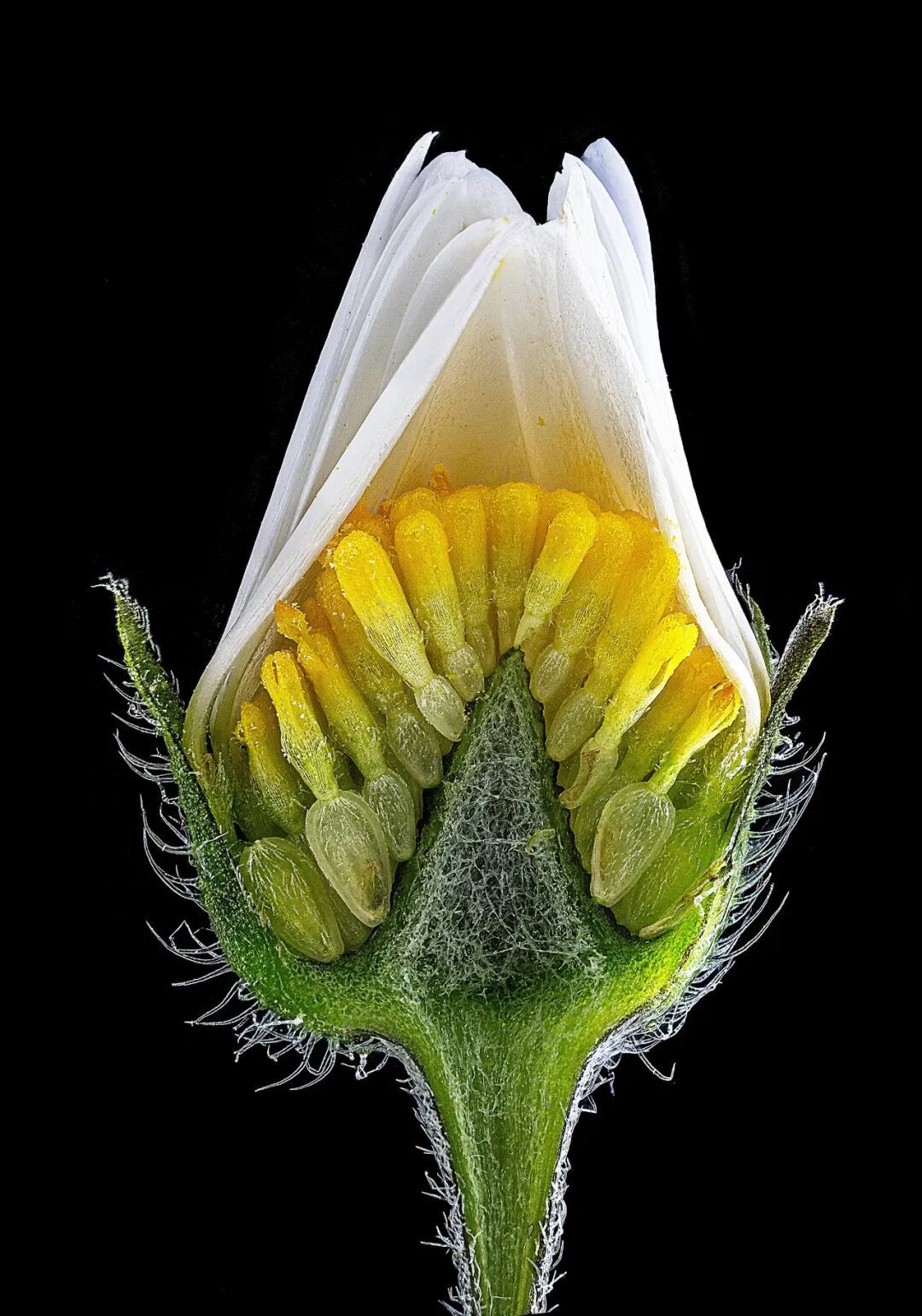 2026 Nikon Small World优秀作品展示_上海千欣仪器有限公司