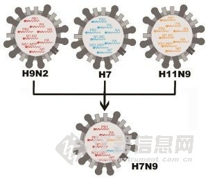 H7N9病毒组成模式