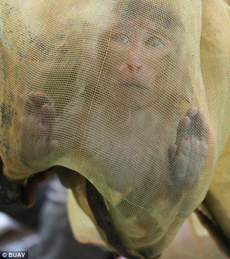 在柬埔寨，捕猎者捉到一只猴子后，把它放进袋子里。