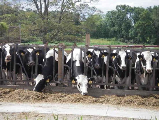 FDA抽查美农场以检测牛奶抗生素水平是否超标