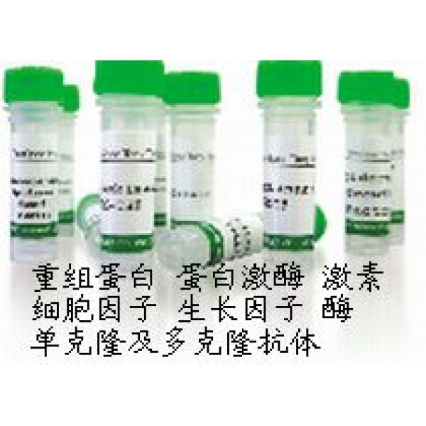 人膜联蛋白A6（ANXA6）