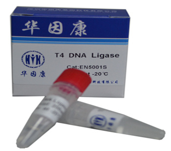 T4 DNA 连接酶