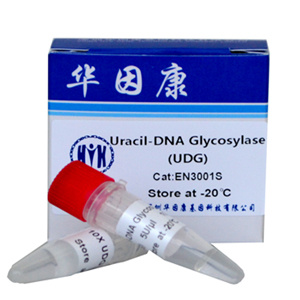 Uracil-DNA Glycosylase（UDG）