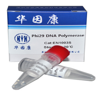 Phi29 DNA Polymerase