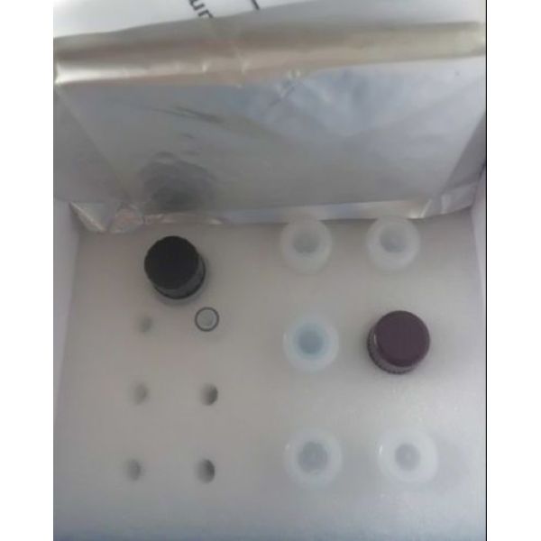 人二级淋巴组织趋化因子(SLC/CCL21)ELISA试剂盒