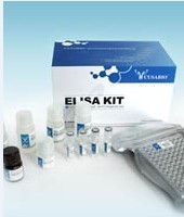 人淋巴细胞趋化因子(Lptn/LTN/XCL1)ELISA试剂盒