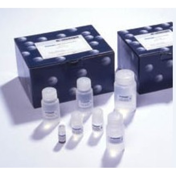人毒蕈碱型乙酰胆碱受体(M-AChR)ELISA试剂盒 