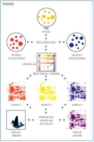 荧光差异蛋白表达分析系统Ettan DIGE 