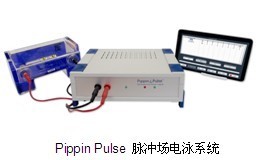 Pippin Pulse 脉冲场电泳系统