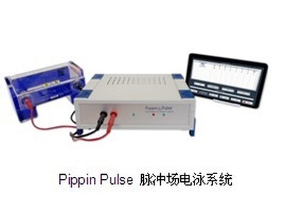 Pippin Pulse 脉冲场电泳系统